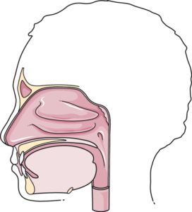A side-profile of a child’s face showing the tongue, oral cavity, and dental arches. In tongue thrust, the tongue pushes forward against or between these teeth during the swallow instead of pressing up against the palate. — Servier Medical Art, CC BY 4.0