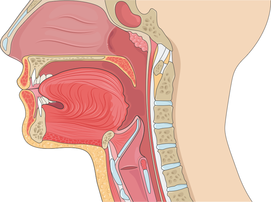 Sagittal cross-section of the head showing the nasal cavity, oral cavity with tongue, soft palate, epiglottis, pharynx, larynx with vocal cords, trachea, and esophagus. These are the airway structures involved in sleep-disordered breathing. — Servier Medical Art, CC BY 4.0