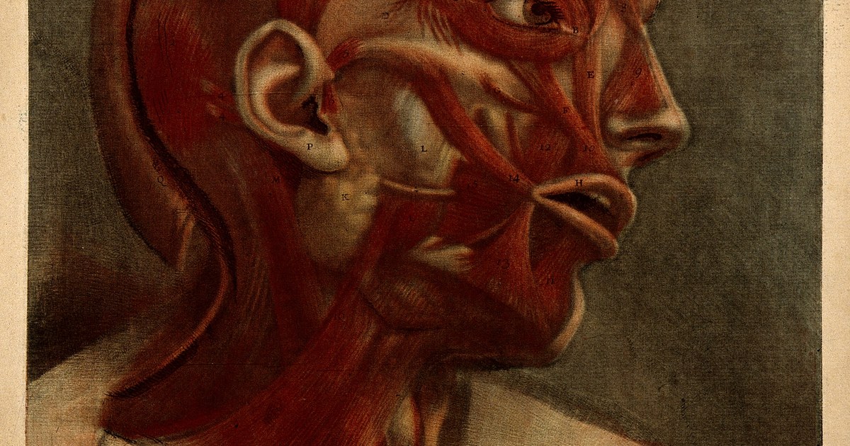 19th-century anatomical illustration showing the muscles of the right side of the head and neck — the same muscle groups myofunctional therapy targets.